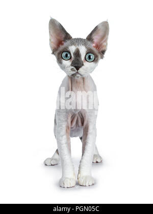 Adorable blue tonkanese Point mit weiß Devon Rex Katze Kätzchen Mädchen, stehend, auf einem weißen Hintergrund gerade mit Blick auf die Kamera wit isoliert Stockfoto