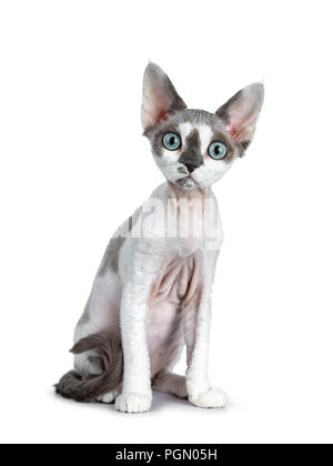 Adorable blue tonkanese Point mit weiß Devon Rex Katze Kätzchen Mädchen, sitzend ein wenig geneigt, auf einem weißen Hintergrund gerade suchen isoliert Stockfoto