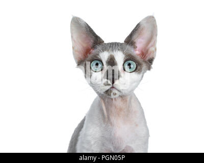 Kopf geschossen von adorable Blue tonkanese Point mit weiß Devon Rex Katze Kätzchen Mädchen, isoliert auf einem weißen Hintergrund suchen gerade in Lens mit wunderschönen Stockfoto