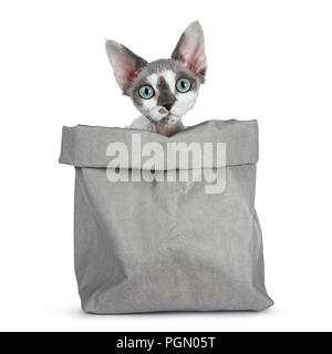 Adorable blue tonkanese Point mit weiß Devon Rex Katze Kätzchen Mädchen, aus grau Tasche lugen solated auf weißem Hintergrund gerade Suchen in Lens Stockfoto