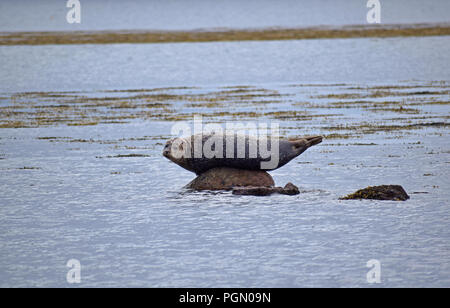 Gemeinsame Dichtung auf Felsen, Peninver Sands, Campbeltown, Argyll, Schottland Stockfoto