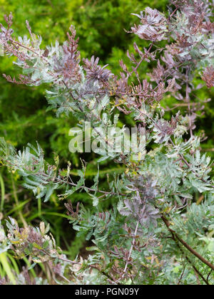 Der gefiederten Bronze und silbriges Laub Der winterharte Cootamundra wattle, Acacia baileyana 'Purpurea' Stockfoto