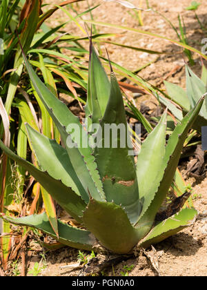 Stacheldraht, silbriges Laub in der Rosette des Winterharte sukkulente Wüste, Agave parryi Stockfoto