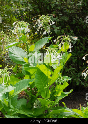 Duftenden, röhrenförmigen, weißen Blüten der Ausschreibung biennale Tabakpflanze Nicotiana sylvestris, Stockfoto