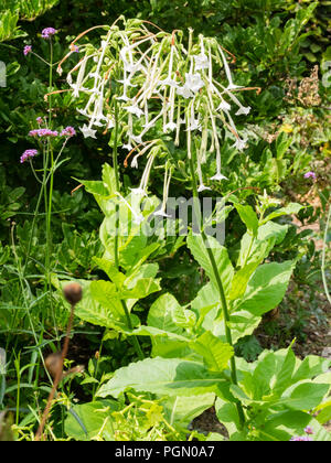 Duftenden, röhrenförmigen, weißen Blüten der Ausschreibung biennale Tabakpflanze Nicotiana sylvestris, Stockfoto