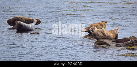 Seehunde auf Felsen, Peninver Sands, Campbeltown, Argyll, Schottland Stockfoto