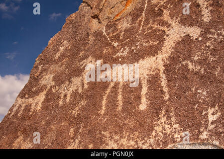 Deer/Antilope Petroglpys im Arizona Stockfoto