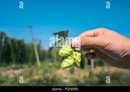 Frisches Grün für Hopfen in der Hand auf einem blauen Himmel Hintergrund. Close-up Stockfoto