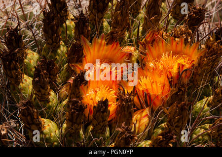 Barrel Kaktus in Blüte in Tuscon, Arizona Stockfoto