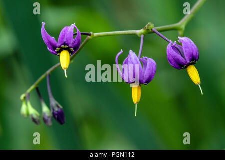 Nahaufnahme der Bittersüße Nachtschatten (Solanum dulcamara) - Schwanensee Weihnachten Hill Nature Sanctuary, Victoria, Vancouver Island, British Columbia, Cana Stockfoto