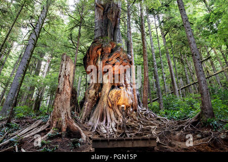 Kanadas fieseste Baum-Avatar Grove - in der Nähe von Port Renfrew, Vancouver Island, British Columbia, Kanada Stockfoto