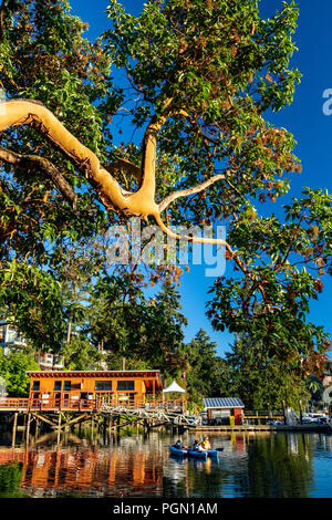 Arbutus Baum überhängenden Brentwood Bay, Saanich Peninsula, Vancouver Island, British Columbia, Kanada Stockfoto