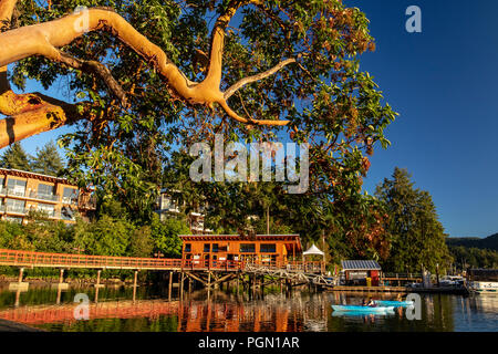 Arbutus Baum überhängenden Brentwood Bay, Saanich Peninsula, Vancouver Island, British Columbia, Kanada Stockfoto