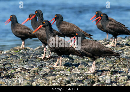 Gruppe schwarzer Austernfischer (Haematopus bachmani) - esquimalt Lagune, Victoria, Vancouver Island, British Columbia, Kanada Stockfoto