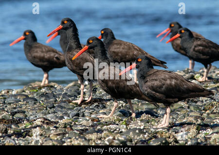 Gruppe schwarzer Austernfischer (Haematopus bachmani) - esquimalt Lagune, Victoria, Vancouver Island, British Columbia, Kanada Stockfoto