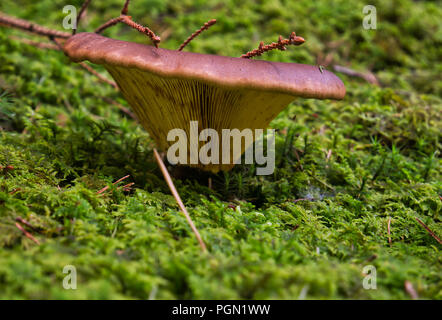 Nahaufnahme einer braunen Pilz im hellen grünen Moos, auf dem eine kleine Raupe sitzt Stockfoto