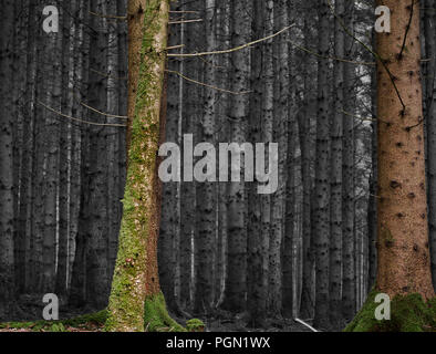 Spiel der Farben von einem Wald mit bunten Bäumen im Vordergrund und Schwarz/Weiß-Tannen im Hintergrund Stockfoto