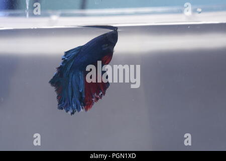 Halfmoon Betta splendens Fische Blau Rot Stockfoto