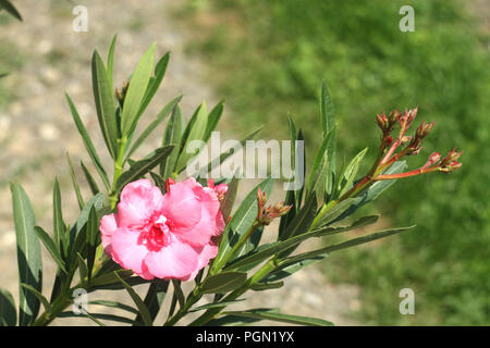 Nerium oleander Leander Rosa Stockfoto