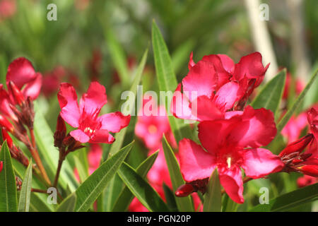 Nerium oleander Leander Rosa Stockfoto