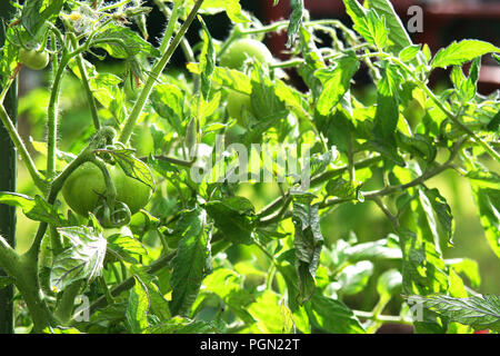 Grüne Tomaten vor der Reife im Garten. Tomaten sorgt für viel Vitamine und einer der besten Zutaten vegetarische Lebensmittel zu machen. Stockfoto