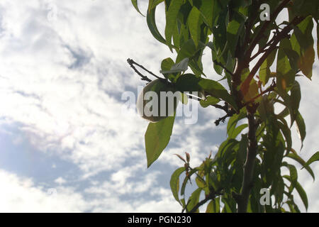 Frühe Pfirsich auf dem Baum mit dem Himmel als Hintergrund Stockfoto