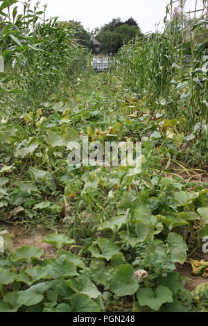 Gurken und Maispflanzen wachsen an einem sonnigen Sommertag auf einem Feld. Stockfoto