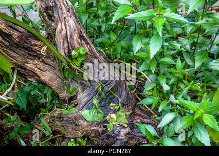 Waldwachstum, oben in den Bergen in der Nähe von Chiang Mai Stockfoto