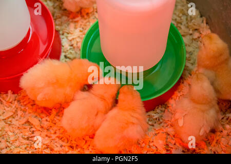 Buff Orpington Küken gepresst zusammen unter einer Wärmelampe mit einigen Trinken Stockfoto