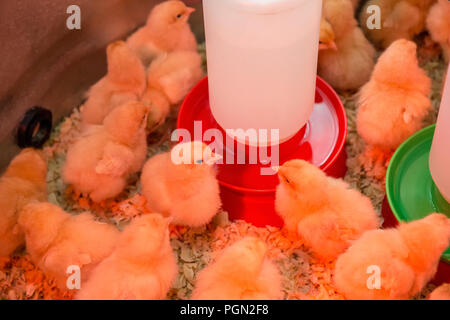 Buff Orpington Küken gepresst zusammen unter einer Wärmelampe mit einigen Trinken Stockfoto