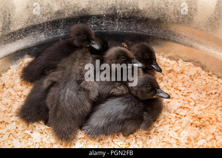 Cayuga Entenküken gepresst zusammen unter einer Wärmelampe für Wärme Stockfoto