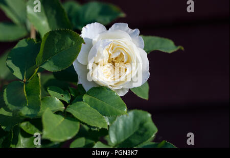 "Ruhe, Ausnoble 'English Rose, Engelsk ros (Rosa) Stockfoto