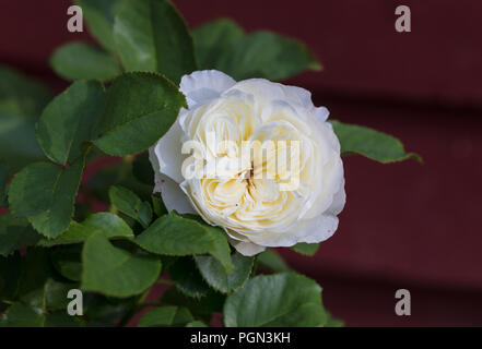 "Ruhe, Ausnoble 'English Rose, Engelsk ros (Rosa) Stockfoto