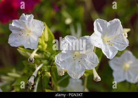 'Tivoli' vier Uhr Blume, Underblomma (Mirabilis jalapa) Stockfoto