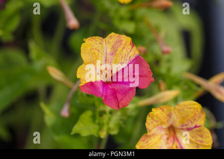 'Tivoli' vier Uhr Blume, Underblomma (Mirabilis jalapa) Stockfoto