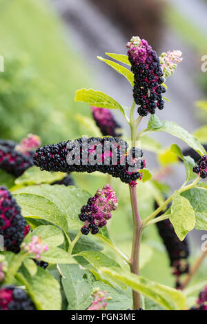 Indische Poke, Kermesbär (Phytolacca acinosa) Stockfoto