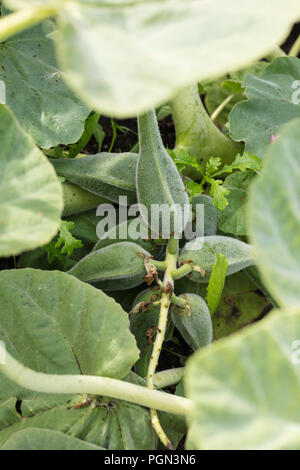 Gelb Einhorn - Pflanze, Gult Bockhorn (Ibicella lutea) Stockfoto