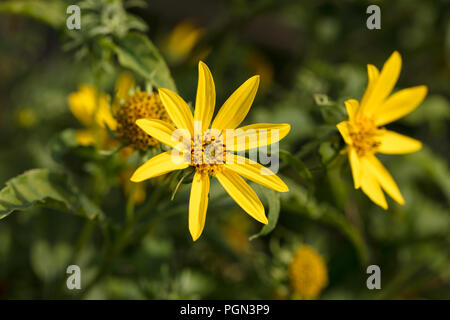 Topinambur, Jordärtskocka (Helianthus tuberosus) Stockfoto