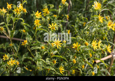 Topinambur, Jordärtskocka (Helianthus tuberosus) Stockfoto