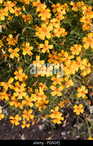 Signet Ringelblume, Liten Sammetblume (Tagetes Tenuifolia) Stockfoto