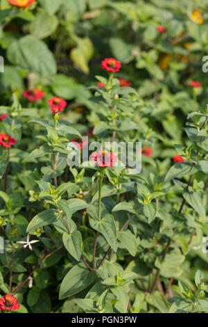 Zinnia rubro, Chrysogonum Crassina peruvianum, Intermedia, Crassina leptopoda, Crassina multiflora, Crassina rubro, Crassina tenuiflora, Crassina verticillata, Lepia pauciflora, Zinnia Zinnia hybrida, Intermedia, Zinnia, mendocina leptopoda, Zinnia Zinnia multiflora, Zinnia pauciflora, Zinnia, tenuiflora Revoluta, Zinnia Zinnia verticillata, Spindelzinnia, peruanische zinnia, roten Blüten, jährliche, einheimische Flora, Amerika, Ziergarten, wildflower, Unkraut, Asteraceae, Compositae, Aster, Daisy, Familie, korgblommiga växter, Asterales, Gelsemium, blühende Pflanze, Asterordningen, Stockfoto