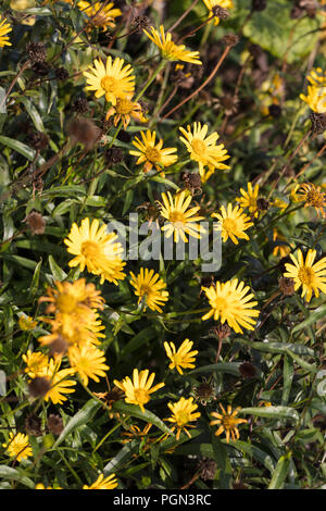 Gelbe ox Eye, Ljusöga (Buphthalmum salicifolium) Stockfoto