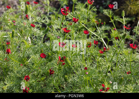 Herbst Adonis, Gossen i det Gröna (Adonis annua) Stockfoto