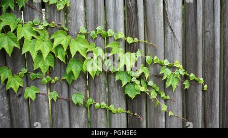 Textur / Hintergrund der grünen Blätter wachsen über einen Holzzaun Stockfoto