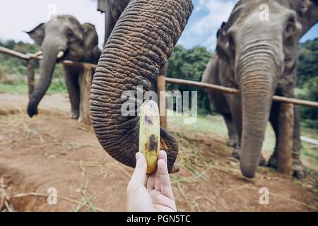 Hand mit Bananen füttern Elefanten. Provinz Chiang Mai, Thailand. Stockfoto