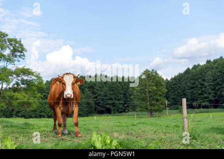 Braune und weiße Kühe im Sommer auf der grünen Wiese Stockfoto