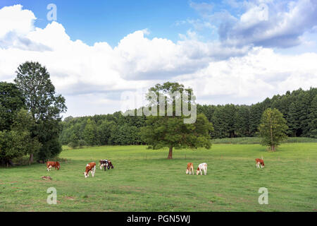 Braune und weiße Kühe im Sommer auf der grünen Wiese Stockfoto