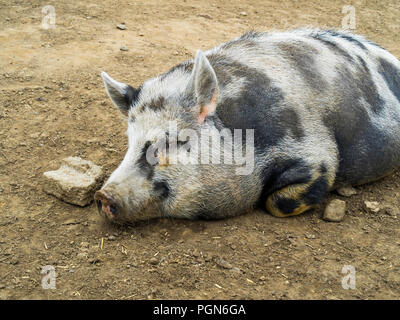 Gloucester alten Spot Schwein Nahaufnahme llying in Ihr sty Stockfoto