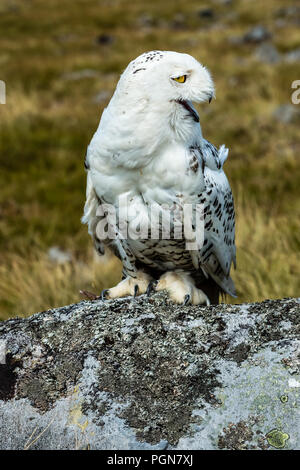 Eule, groß, weiß, Schneeeule mit Lachen, komische Gesicht. Wissenschaftlicher Name: bubo Scandiacus. Porträt. Stockfoto