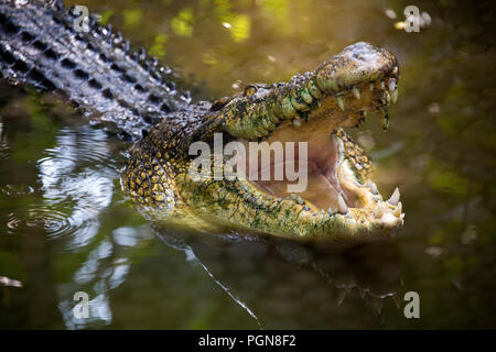 Krokodil mit offenen Mund in Bali. Stockfoto